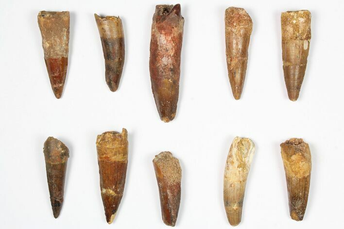 Lot: -, Bargain Spinosaurus Teeth - Pieces #87835
